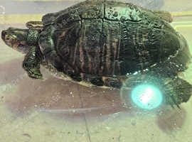 Yellow belly slider for rehome
