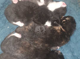 4 beautiful kittens for sale
