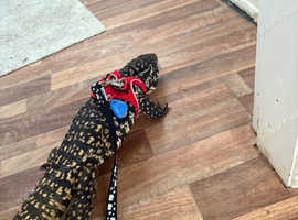 Black and white tegu