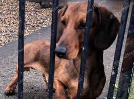 Sausage dogs best sale for sale yorkshire