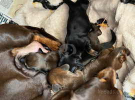Mini dachshund puppies for sale