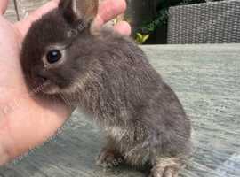 10 stunning Netherland dwarf baby bunnies.