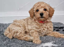 Bichon frise x toy poodle boy
