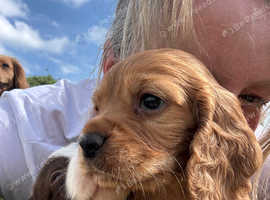 Working cocker spaniel Puppies