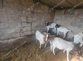 Bore Billy goat
