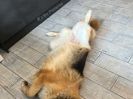 Sadie GSD