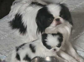 Japanese chin puppie girl