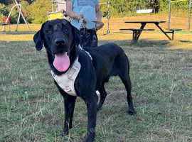 Labrador Retriever