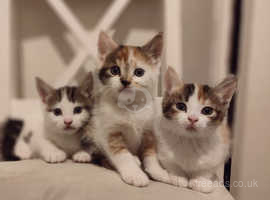 5 Kittens ready to rehome