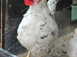 Serama rooster