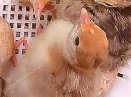 Chicks for sale  (various Purebreeds)