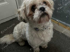 Male Shih tzus