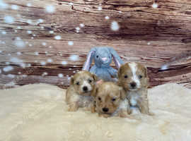 Tiny Maltipoos