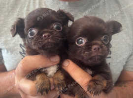 Tiny long haired Apple head Russian blood line chihuahua girls