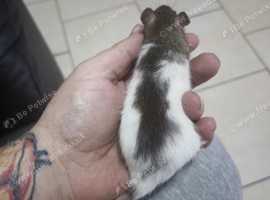 2x baby female rats with starter cage
