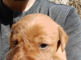 Labrador Fox Red Puppies for sale.