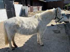 Alice - amazing lead rein pony