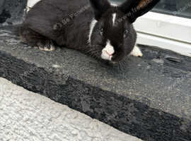 Black and white Dutch cross male