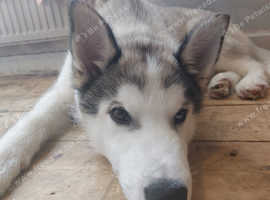 Siberian Husky Puppy