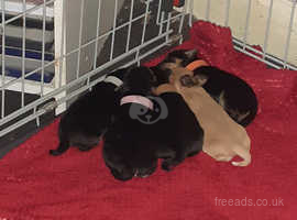 Jack Russell cross chihuahua puppies