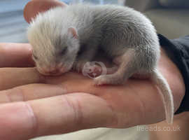 Ferret kits for sale
