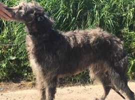 Deerhound best sale poodle mix