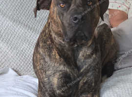 Rehoming beautiful pressa canario