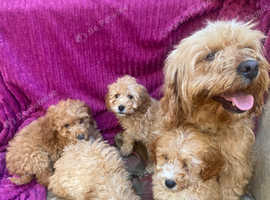 Cavapoochons