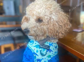 Toy poodle for stud