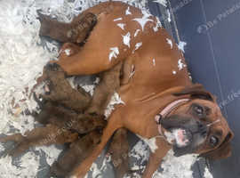 Boxer pups available to reserve! Heart tested parents