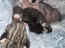 Cross sphynx for sale