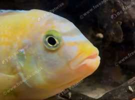 Cichlid fry approximately 1-2cm