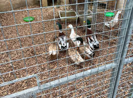 Appleyard silver large drakes for sale
