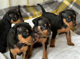 Miniature Pinscher Dogs And Puppies Uk | Find Puppies And Dogs At Freeads  Uk'S #1 Classified Ads