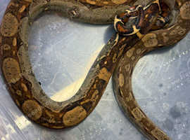 Male common boa.