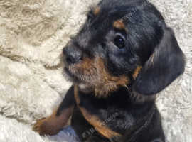 Little man