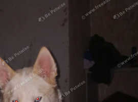 Liberian huskies for rehoming