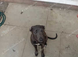 Beautiful bull whippet
