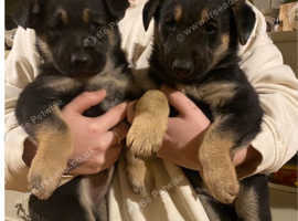 Stunning German Shepard x Collie one dog left