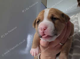 Freeads fashion staffordshire bull terrier