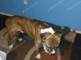 Mastiff cross