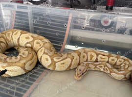 Banana pastel Royal python