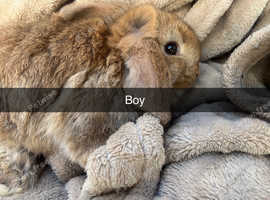 Male baby mini lops