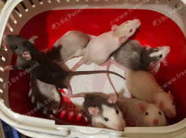 Female rats for sales sale near me