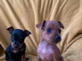 Miniature Pinscher Dogs And Puppies In Bristol | Find Puppies And Dogs At  Freeads In Bristol'S #1 Classified Ads