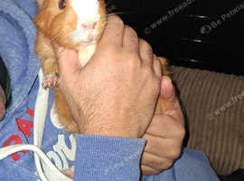2 boy guinea pigs