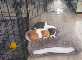 Puppies chihuahuas
