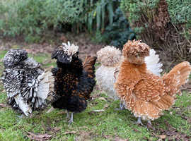Vaccinated Pure bred Polish chicks Frizzle and Smooth