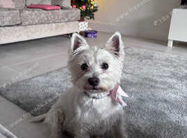 Microchipping and nail clipping