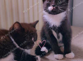4 kittens 10 week old